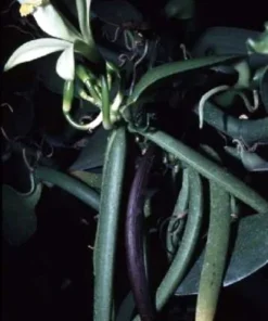 Vanilla Planifolia Vine Live Plant in 4" Pot - Orchid Plant - Vanilla Orchid Plant - Vanilla Vine Plant