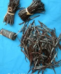 Vanilla Planifolia Vine Live Plant in 4