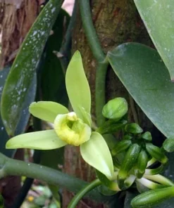 Vanilla Planifolia Vine Live Plant in 4