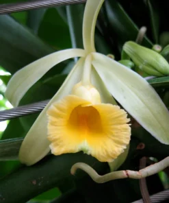 Vanilla Planifolia Vine Live Plant in 4