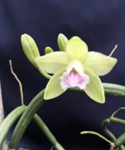 Vanilla aphylla, Rare Leafless Vanilla Orchid. Rooted Plant Shipped in 2.5" Pot