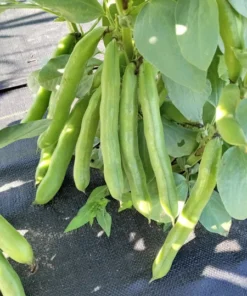 Vroma Fava Bean (Broad Bean - Vicia faba) (30 Seeds)