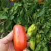 WV Pepper (Federle) Heirloom Paste Tomato (30 Seeds)