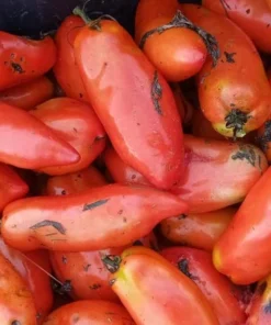 WV Pepper (Federle) Heirloom Paste Tomato (30 Seeds)