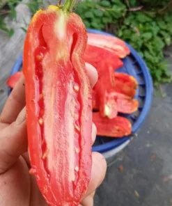 WV Pepper (Federle) Heirloom Paste Tomato (30 Seeds)