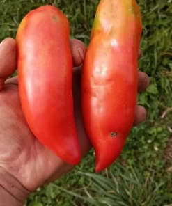 WV Pepper (Federle) Heirloom Paste Tomato (30 Seeds)