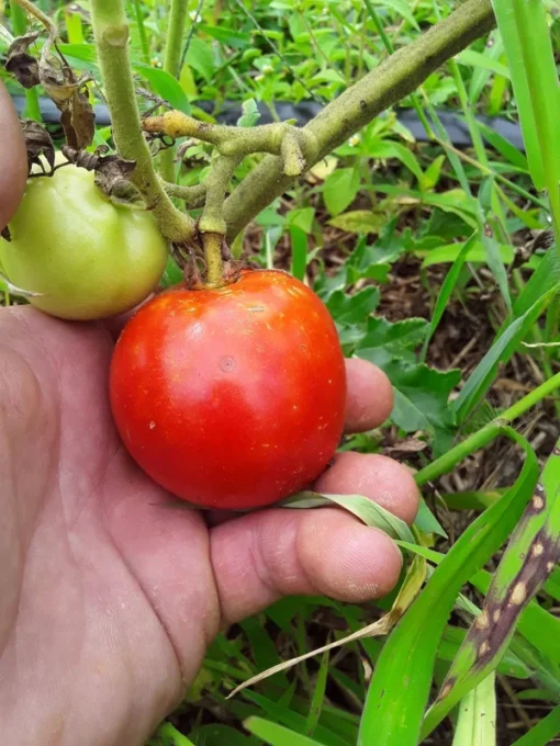 West Virginia 63 Tomato Seeds