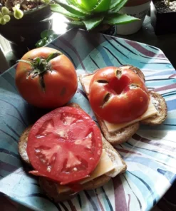 West Virginia 63 Tomato Seeds