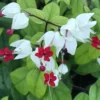 White Bleeding Heart Vine Plant Clerodendrum Bleeding Heart Plant in 4 Inches Pot Fragrant Bleeding Heart Vine Houseplant Indoor Outdoor Tropical Flower Vine