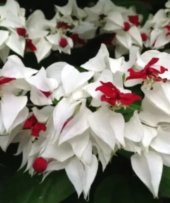 White Bleeding Heart Vine Plant Clerodendrum Bleeding Heart Plant in 4 Inches Pot Fragrant Bleeding Heart Vine Houseplant Indoor Outdoor Tropical Flower Vine
