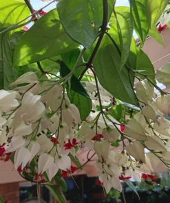 White Bleeding Heart Vine Plant Clerodendrum Bleeding Heart Plant in 4 Inches Pot Fragrant Bleeding Heart Vine Houseplant Indoor Outdoor Tropical Flower Vine