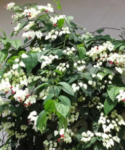 White Bleeding Heart Vine Plant Clerodendrum Bleeding Heart Plant in 4 Inches Pot Fragrant Bleeding Heart Vine Houseplant Indoor Outdoor Tropical Flower Vine