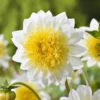 White Dahlia Seeds, 20 Seeds