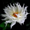 White Dahlia Seeds, 20 Seeds