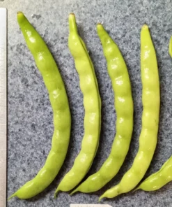 White Lunford Heirloom Pole Bean (30 seeds)