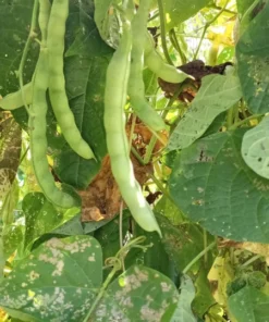 White Lunford Heirloom Pole Bean (30 seeds)