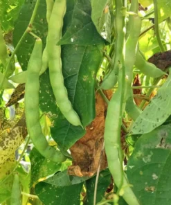 White Lunford Heirloom Pole Bean (30 seeds)