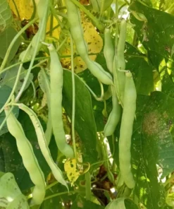 White Lunford Heirloom Pole Bean (30 seeds)