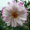White Purple Dahlia Seeds, 20 Seeds