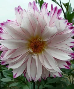 White Purple Dahlia Seeds, 20 Seeds