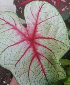 White Queen Caladium Bulbs (2 Pack) – Large White Leaves with Scarlet Veins