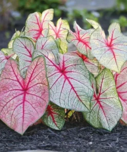 White Queen Caladium Bulbs (2 Pack) – Large White Leaves with Scarlet Veins