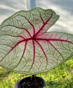White Queen Caladium Bulbs (2 Pack) – Large White Leaves with Scarlet Veins