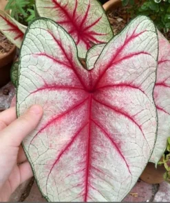 White Queen Caladium Bulbs (2 Pack) – Large White Leaves with Scarlet Veins