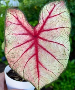 White Queen Caladium Bulbs (2 Pack) – Large White Leaves with Scarlet Veins