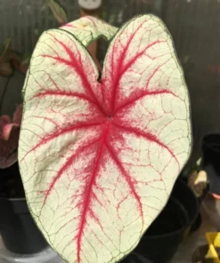 White Queen Caladium Bulbs (2 Pack) – Large White Leaves with Scarlet Veins