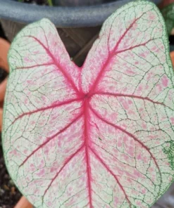 White Queen Caladium Bulbs (2 Pack) – Large White Leaves with Scarlet Veins