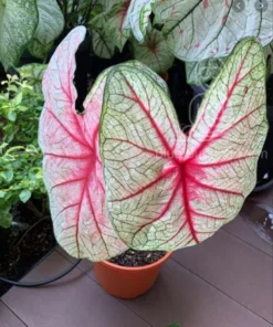 White Queen Caladium Bulbs (2 Pack) – Large White Leaves with Scarlet Veins