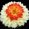 White Red Yellow Dahlia Seeds, 20 Seeds