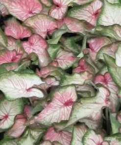 White Star Caladium Bulbs - Rare White Green Pink Strap Leaves