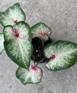 White Star Caladium Bulbs - Rare White Green Pink Strap Leaves