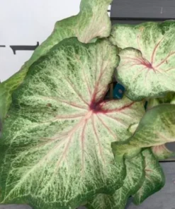 White Star Caladium Bulbs - Rare White Green Pink Strap Leaves