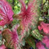 Wildfire Caladium Bulbs (2 Pack) – Emerald Leaves & Magenta Spots