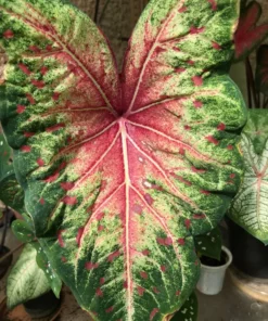 Wildfire Caladium Bulbs (2 Pack) – Emerald Leaves & Magenta Spots