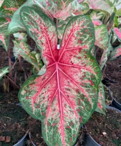 Wildfire Caladium Bulbs (2 Pack) – Emerald Leaves & Magenta Spots