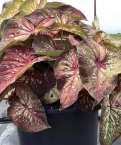 Xplosion Caladium Bulbs - Rare Burgundy Green Pink Perennial Plant