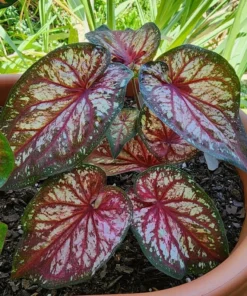 Xplosion Caladium Bulbs - Rare Burgundy Green Pink Perennial Plant