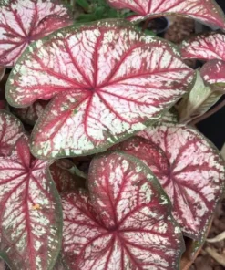 Xplosion Caladium Bulbs - Rare Burgundy Green Pink Perennial Plant