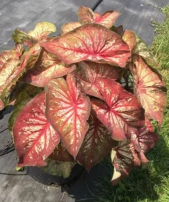 Xplosion Caladium Bulbs - Rare Burgundy Green Pink Perennial Plant