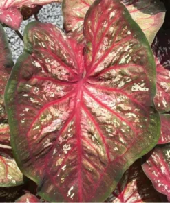 Xplosion Caladium Bulbs - Rare Burgundy Green Pink Perennial Plant