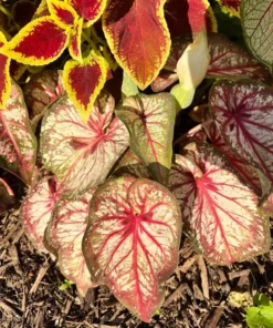 Xplosion Caladium Bulbs - Rare Burgundy Green Pink Perennial Plant