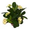 Yellow Biblical Crown of Thorns Euphorbia Plant in 4" Pot Easy Care Houseplant
