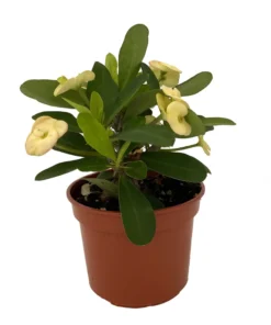 Yellow Biblical Crown of Thorns Euphorbia Plant in 4" Pot Easy Care Houseplant