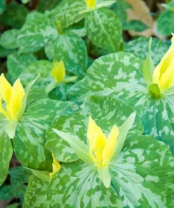 Yellow Trillium Luteum Perennial Wildflower 2 Pack Yellow Blooms for Woodland Gardens