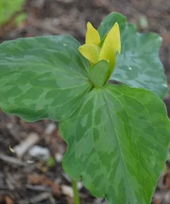 Yellow Trillium Luteum Perennial Wildflower 2 Pack Yellow Blooms for Woodland Gardens