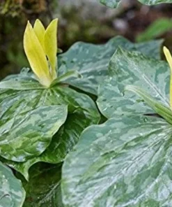 Yellow Trillium Luteum Perennial Wildflower 2 Pack Yellow Blooms for Woodland Gardens